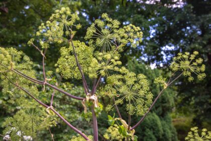 Comment cultiver et entretenir la plante d’angélique