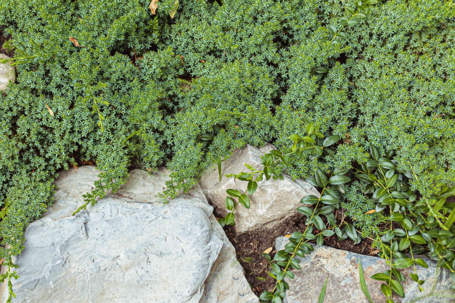 11 Variétés de Sedum (Orpins) à Planter comme Couverture de Sol