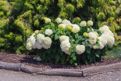 Vos Hortensias Sont-ils Flétris ? Un Expert en Jardinage Partage Comment Remédier à Cela.