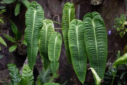 Comment cultiver l’Anthurium Veitchii, la plante tropicale rare dont vous avez besoin