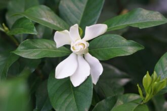 Comment cultiver et entretenir le jasmin arabe