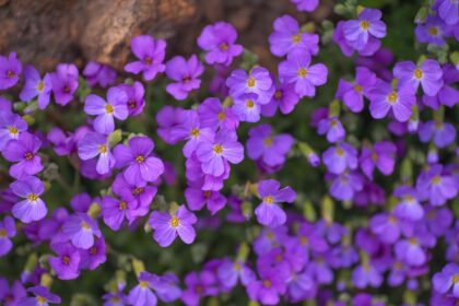 Comment cultiver et entretenir l’aubriète