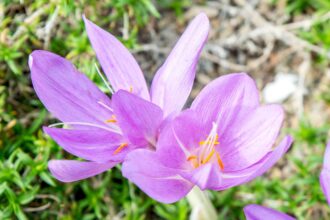 Comment cultiver et entretenir le crocus d’automne