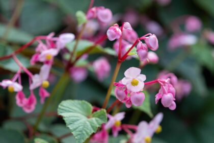 11 Variétés de Bégonias pour Jardins et Contenants