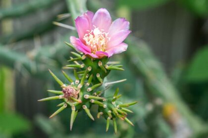 21 Meilleures Plantes de Cactus à Cultiver dans Votre Jardin