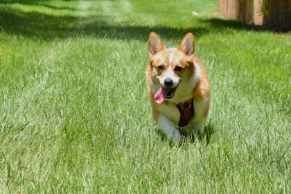 Les 6 meilleures graminées pour les chiens