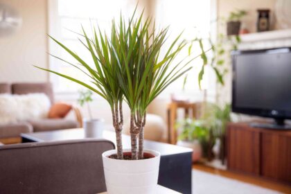 23 Plantes d’intérieur que vous pouvez cultiver même si vous n’avez pas beaucoup de soleil