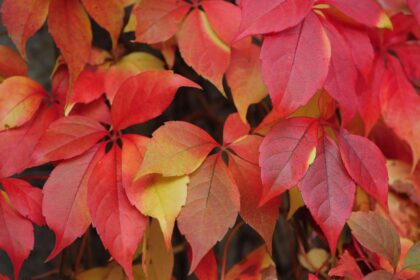 12 Espèces de Buissons et Arbustes à Feuilles Rouges de Saison