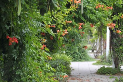 13 Vignes à Fleurs Vivaces pour les Zones Ombreuses