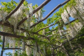 Meilleures vignes à cultiver sur les pergolas et les tonnelles