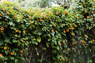 Comment cultiver et entretenir la vigne à marguerite à yeux noirs