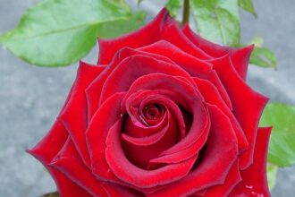 Comment cultiver et prendre soin de la rose Black Magic