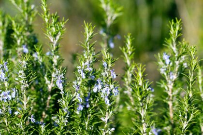 Le romarin nécessite des soins particuliers en hiver : que faire dès maintenant pour des herbes heureuses.