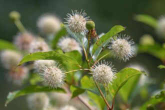 Comment cultiver et entretenir le buisson à boutons