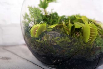 Vous souhaitez créer un terrarium de plantes carnivores ? C’est le moment idéal pour le faire. Voici comment procéder.