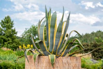 Comment cultiver et entretenir le plante de siècle