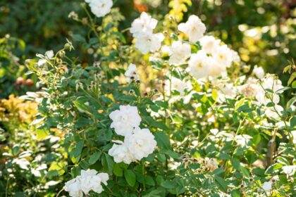 Vos rosiers sont-ils desséchés ? Comment les enlever pour préserver la beauté de votre jardin.