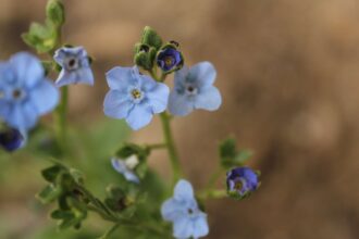 Comment cultiver et entretenir les myosotis chinois (Cynoglossum amabile)