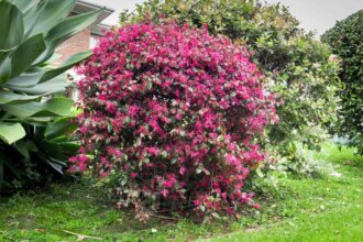 21 Meilleurs Arbustes et Plantes pour l’Avant de Votre Maison