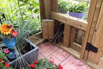 9 Plans de Catio DIY Gratuits