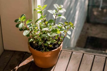 Comment cultiver et entretenir la menthe chocolatée