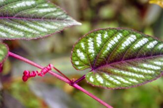 Cissus Discolor : Une Plante Grimpante qui Apportera du Rouge à Votre Jardin – Conseils de Culture