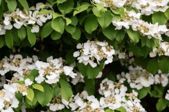 Comment cultiver et entretenir l’hortensia grimpant