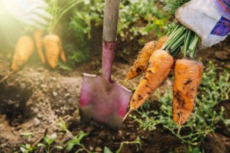 Comment savoir quand récolter vos carottes pour une meilleure récolte ?