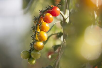 Combien de soleil les tomates ont-elles besoin ? Une réponse d’expert.