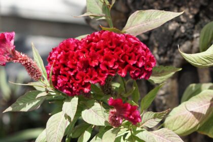 Comment cultiver et entretenir le celosia à crête de coq