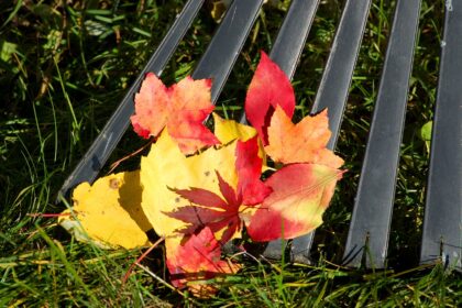 Raisons d’Échampillonner les Feuilles pour le Compost et le Paillis