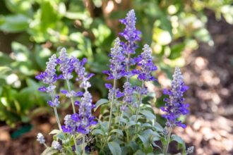 33 Variétés de Salvia Populaires à Cultiver