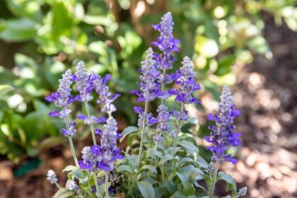 33 Variétés de Salvia Populaires à Cultiver