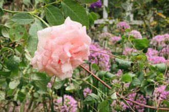 Que planter avec des roses : les meilleures plantes compagnes