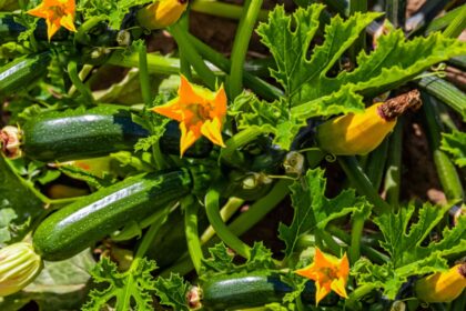 Les meilleures plantes compagnes pour les courgettes et les courges