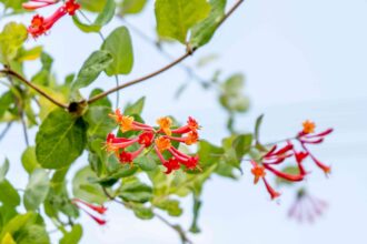 Comment cultiver et entretenir le chèvrefeuille corail