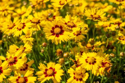 Comment cultiver et entretenir la Coréopsis à feuilles lancéolées (Coreopsis lanceolata)