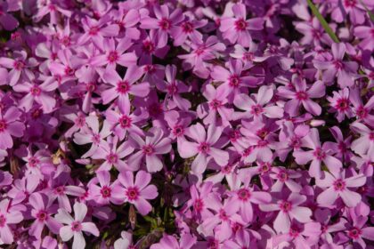 Comment cultiver et entretenir le Phlox rampante