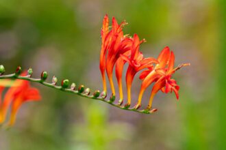 Comment cultiver et entretenir les crocosmias (pointe de cuivre)