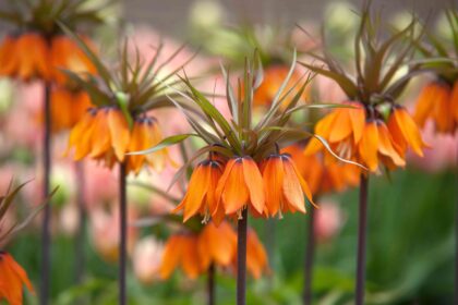 11 Bulbes de Fleurs Résistants aux Cerfs pour Votre Jardin