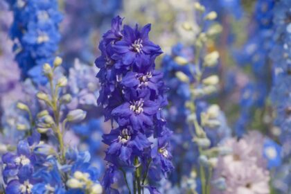 Comment planter, cultiver et entretenir des delphiniums