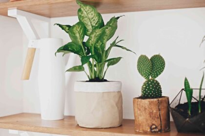 9 Plantes d’intérieur sous-estimées qui méritent votre attention, selon les experts.