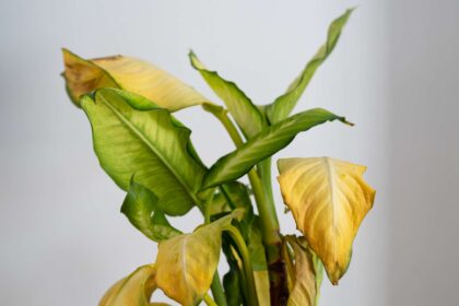 7 Raisons pour lesquelles les feuilles de votre Dieffenbachia jaunissent et comment y remédier