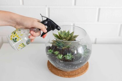 Faut-il brumiser les succulentes ? Pourquoi un expert en plantes ne le ferait jamais.