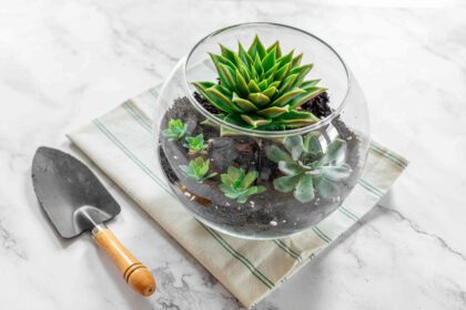 Comment créer un terrarium succulent à faire soi-même que vos plantes adoreront