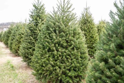 Combien de temps faut-il pour faire pousser son propre sapin de Noël ? Les explications d’un expert en jardinage.