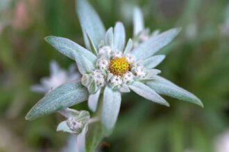 Comment cultiver et entretenir la fleur d’Edelweiss