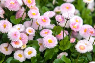 Comment cultiver et entretenir la marguerite anglaise