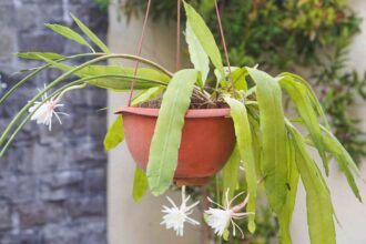 Comment cultiver et entretenir l’Épiphyllum (Cactus orchidée)