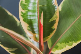 Cultiver un Ficus Ruby peut ajouter une touche de couleur à votre intérieur – Voici comment faire.